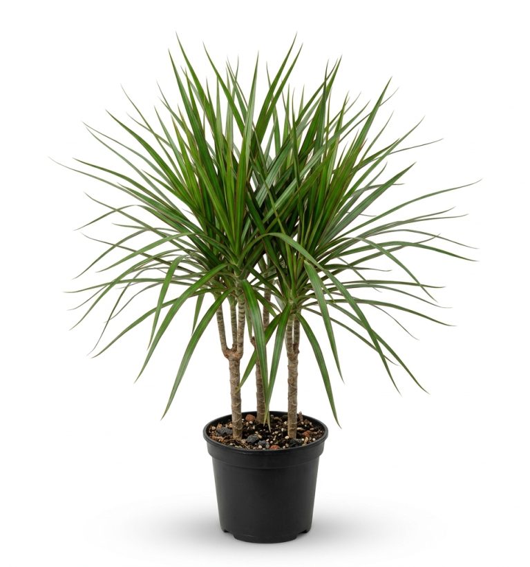 Dracaena marginata