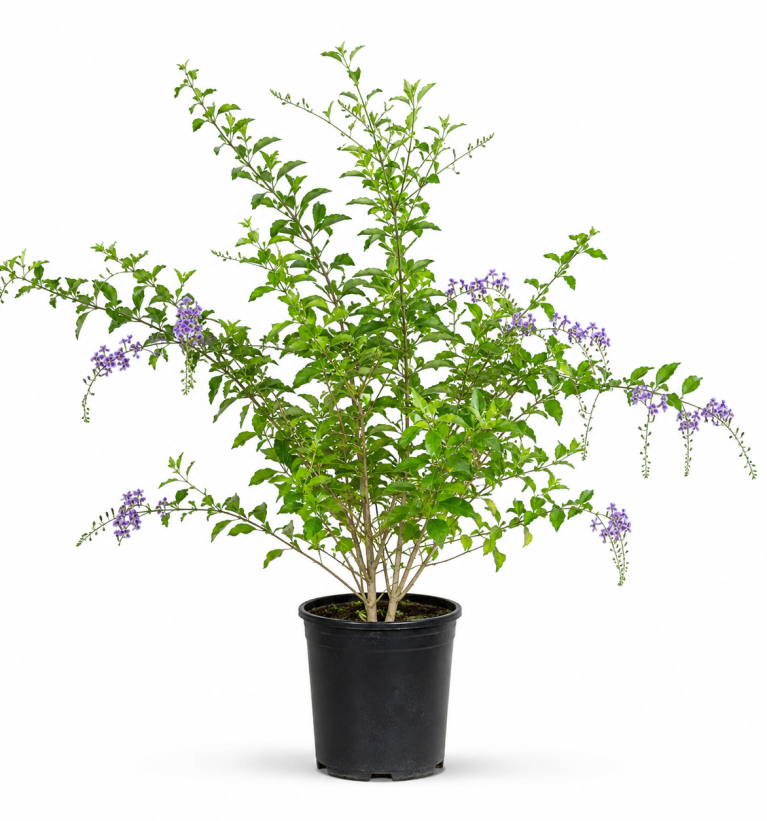 Duranta Green