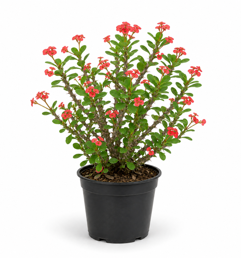 Euphorbia