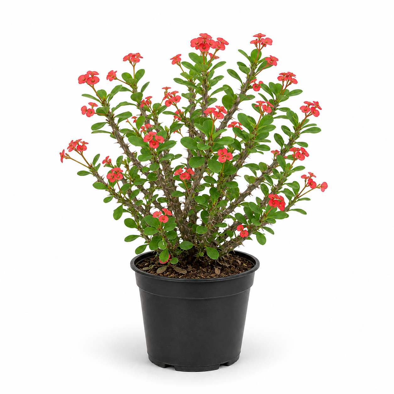 Euphorbia