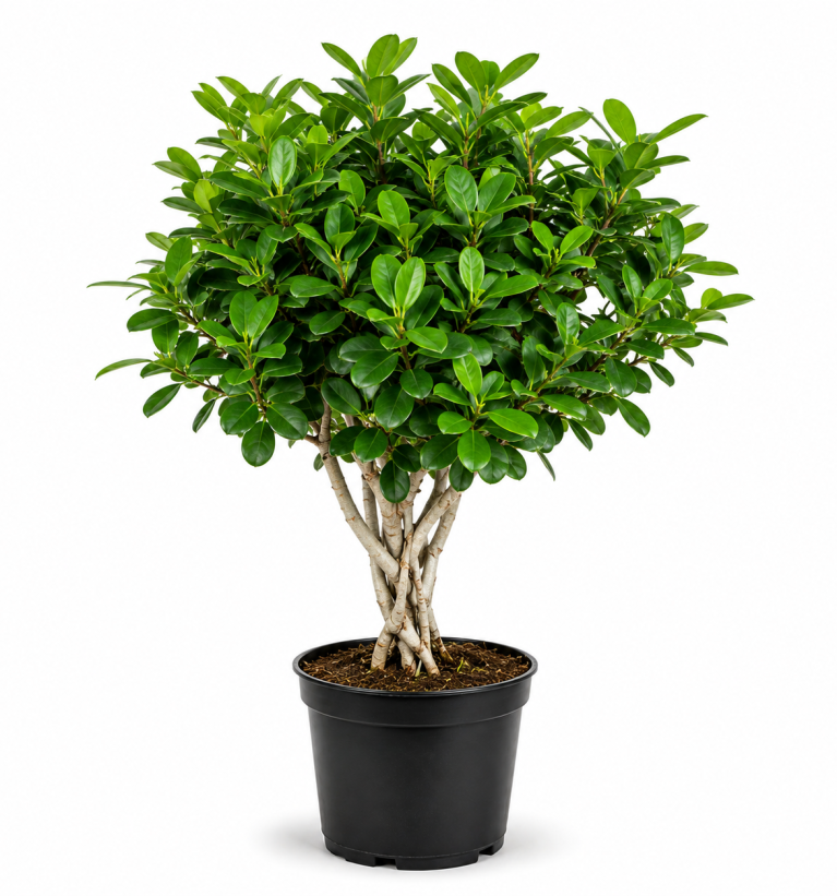 Ficus Hawaii Green