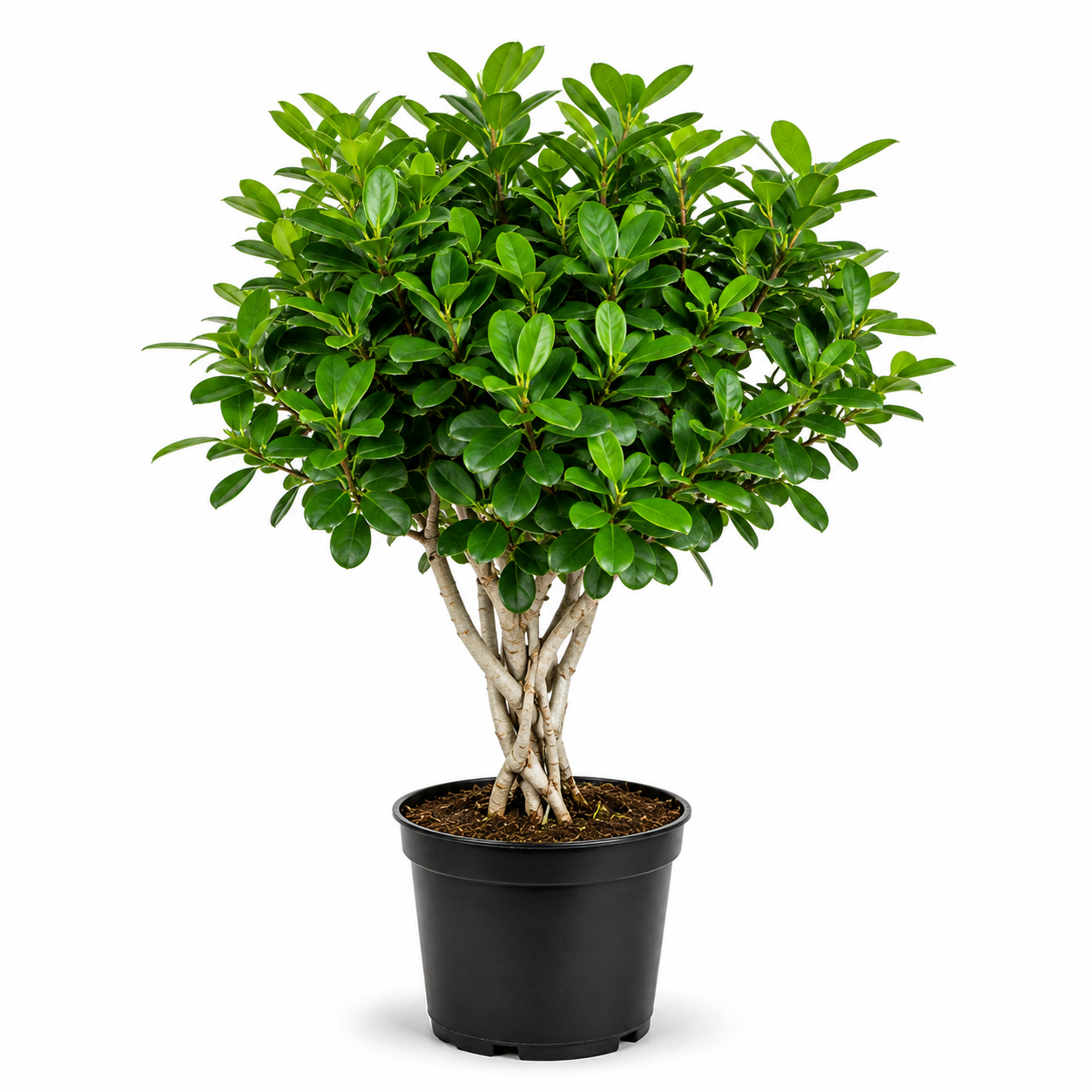 Ficus Hawaii Green