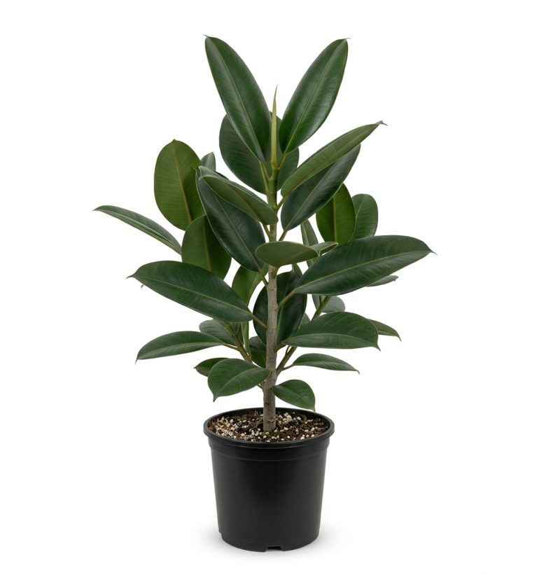 Ficus elastica (Robusta)