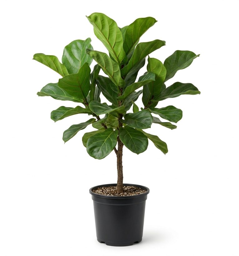 Ficus lyrata