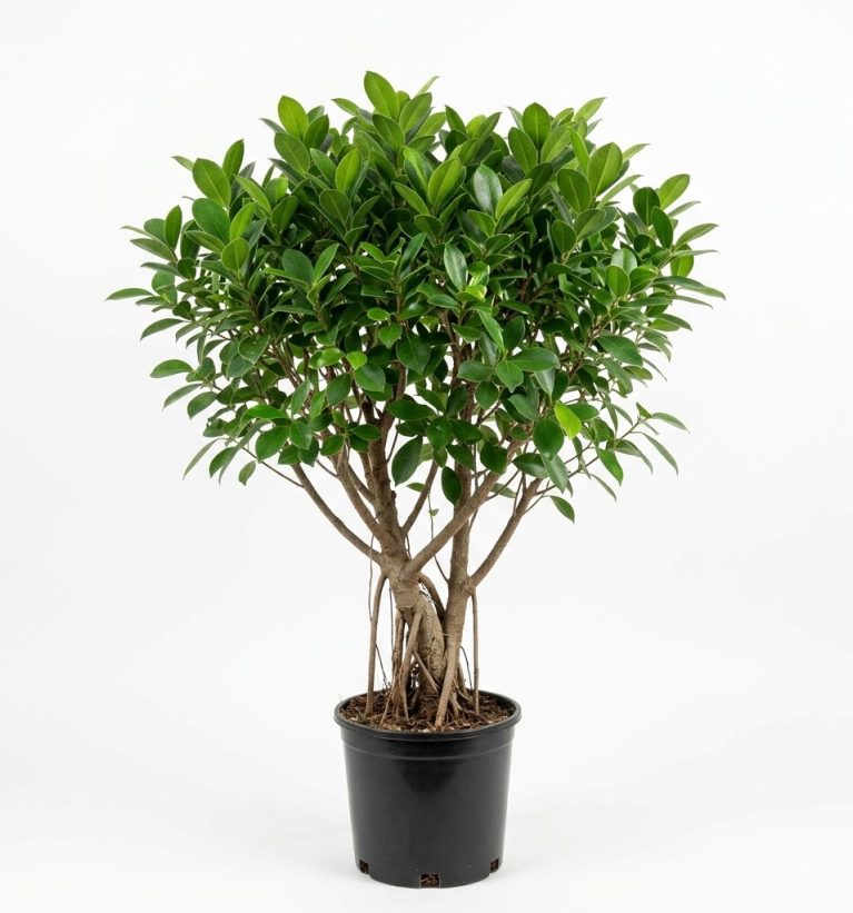 Ficus microcarpa