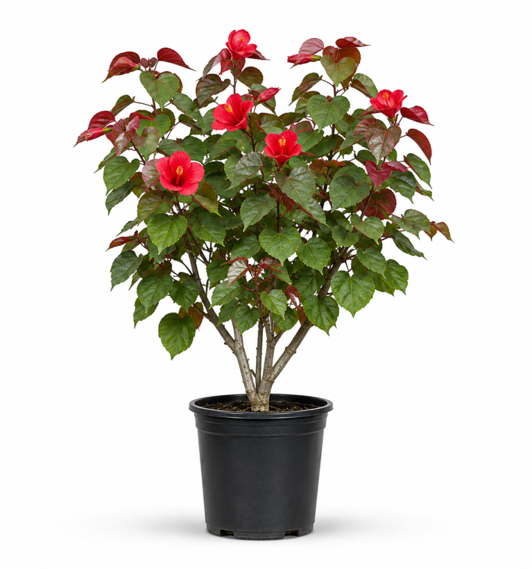 Hibiscus tiliaceus Red