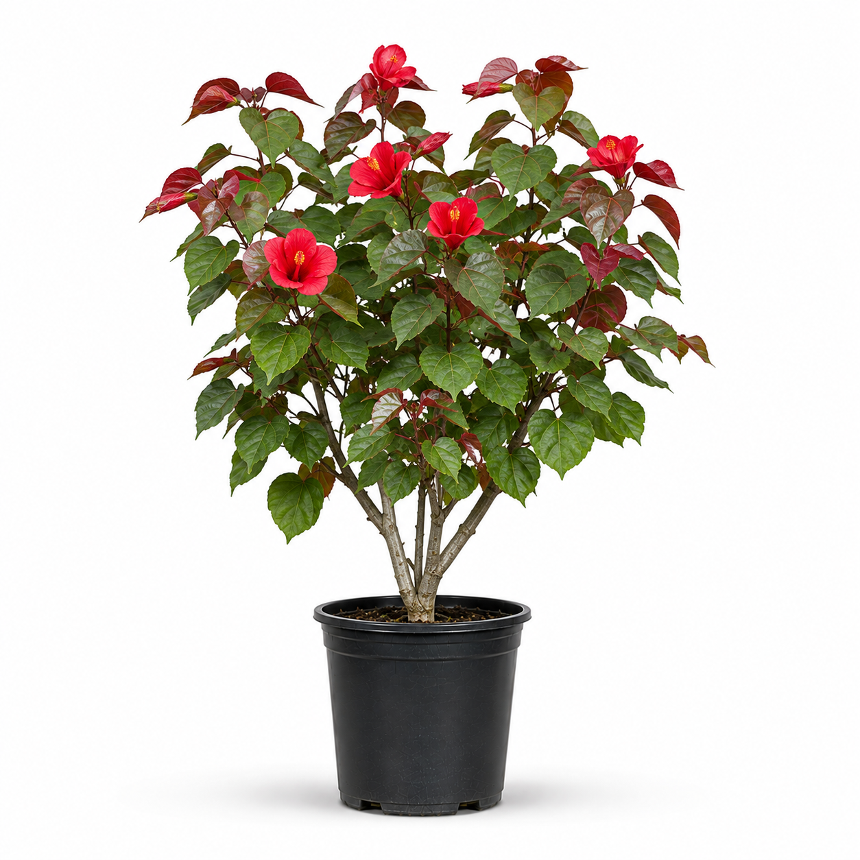 Hibiscus tiliaceus Red