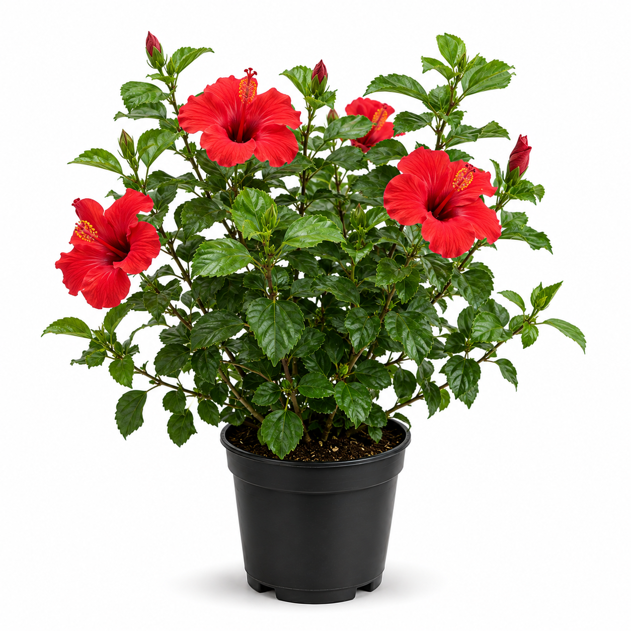 Hibiscus