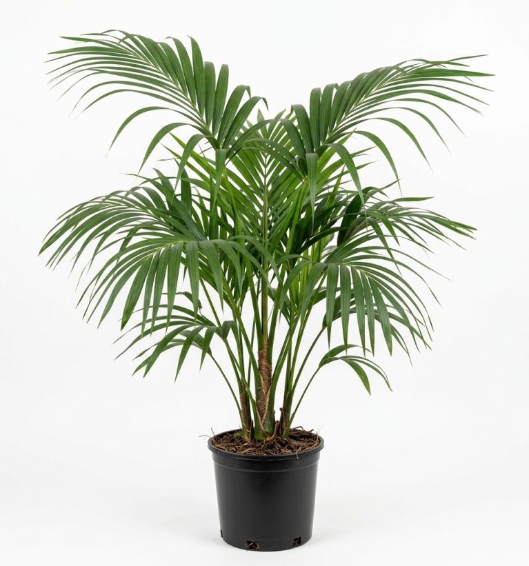 Howea forsteriana