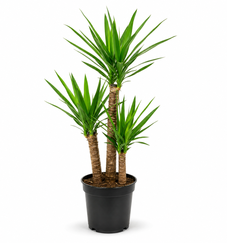 Indoor Yucca