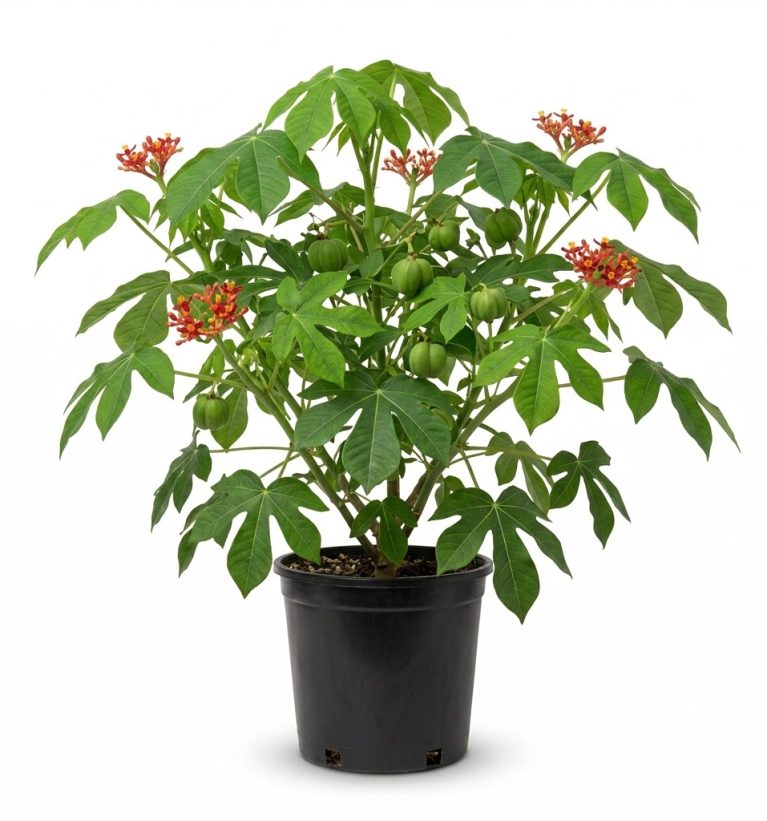 Jatropha