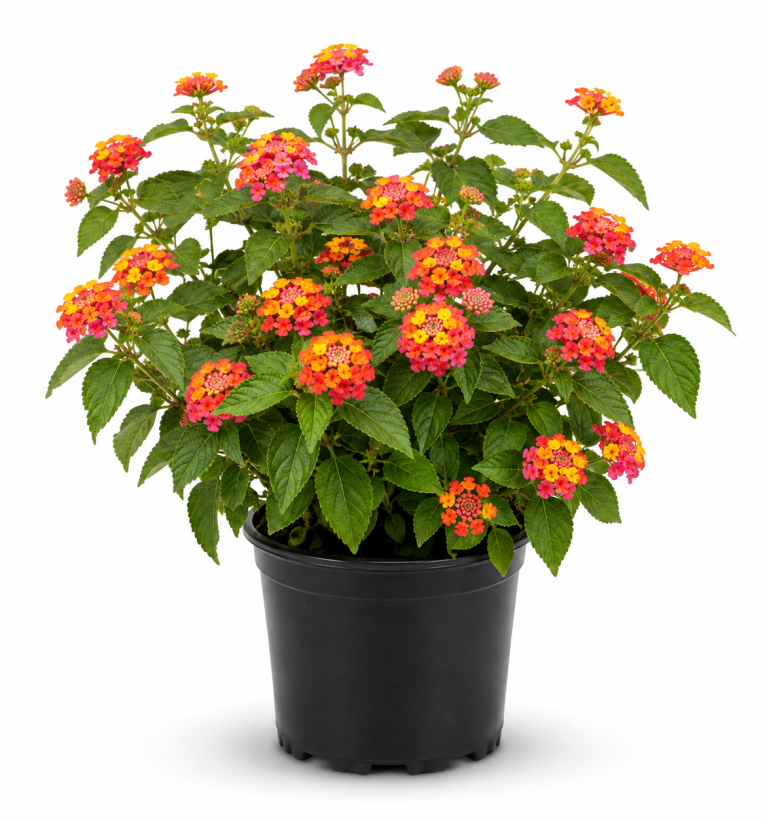 Lantana Camara