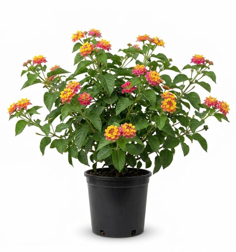 Lantana Labnani