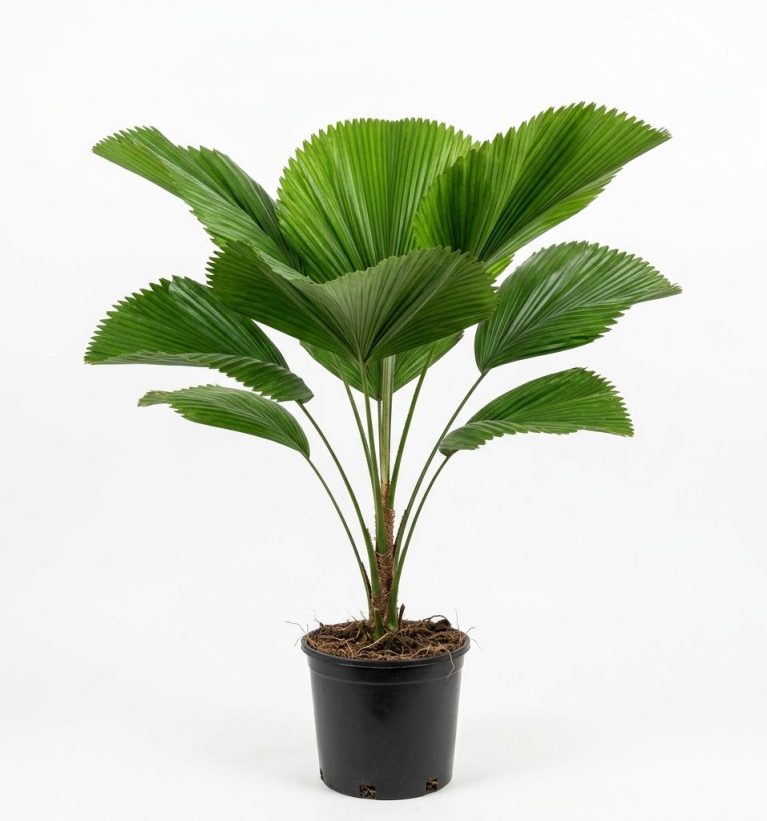 Licuala grandis