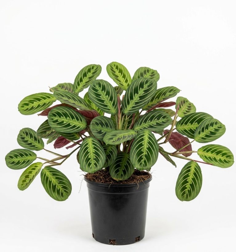 Maranta leuconeura
