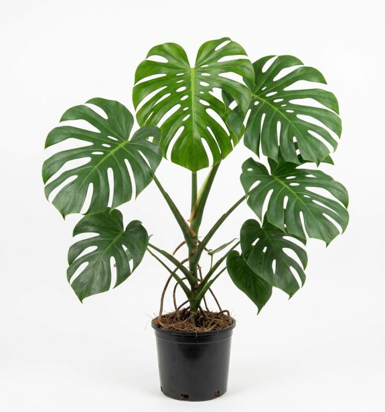 Monstera deliciosa