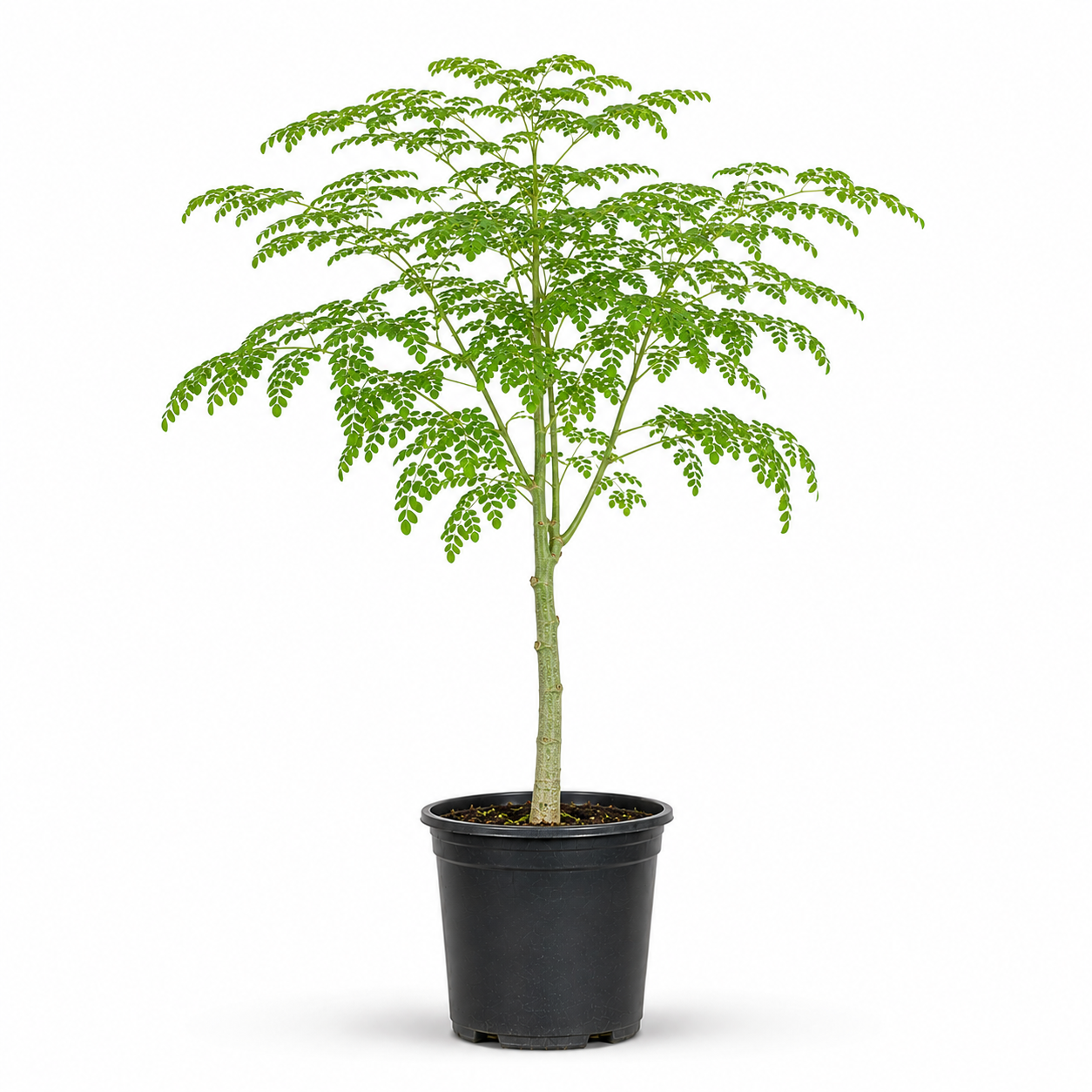 Moringa