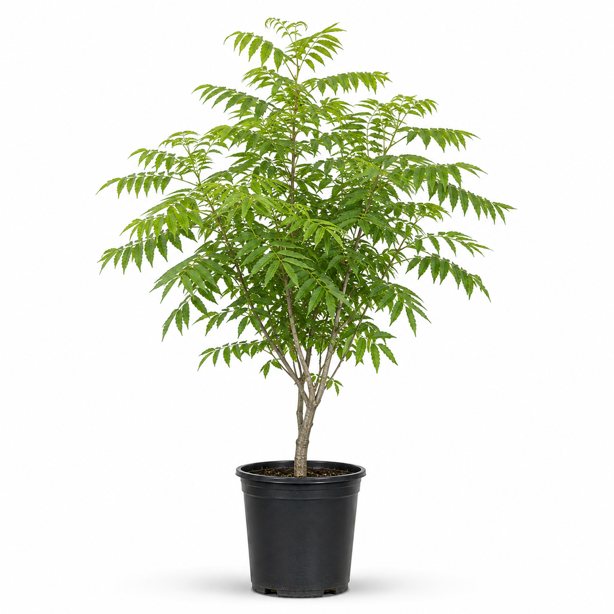 Neem