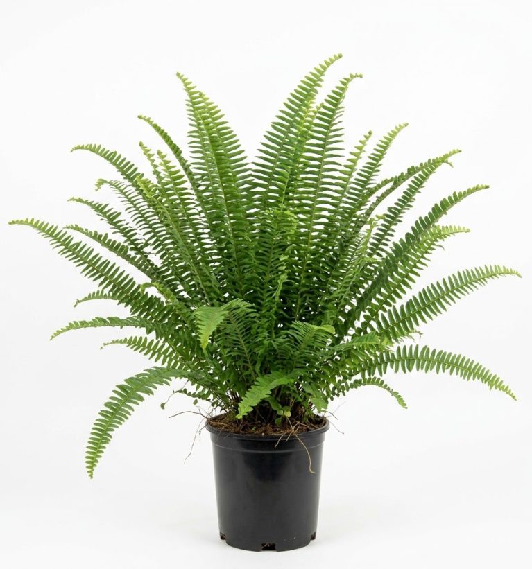 Nephrolepis exaltata