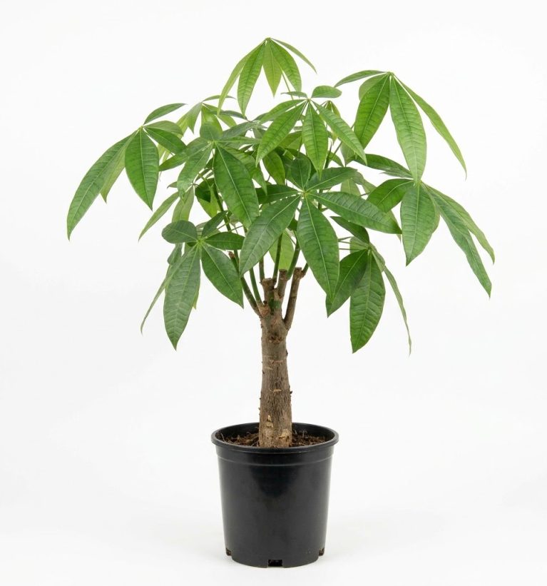 Pachira aquatica
