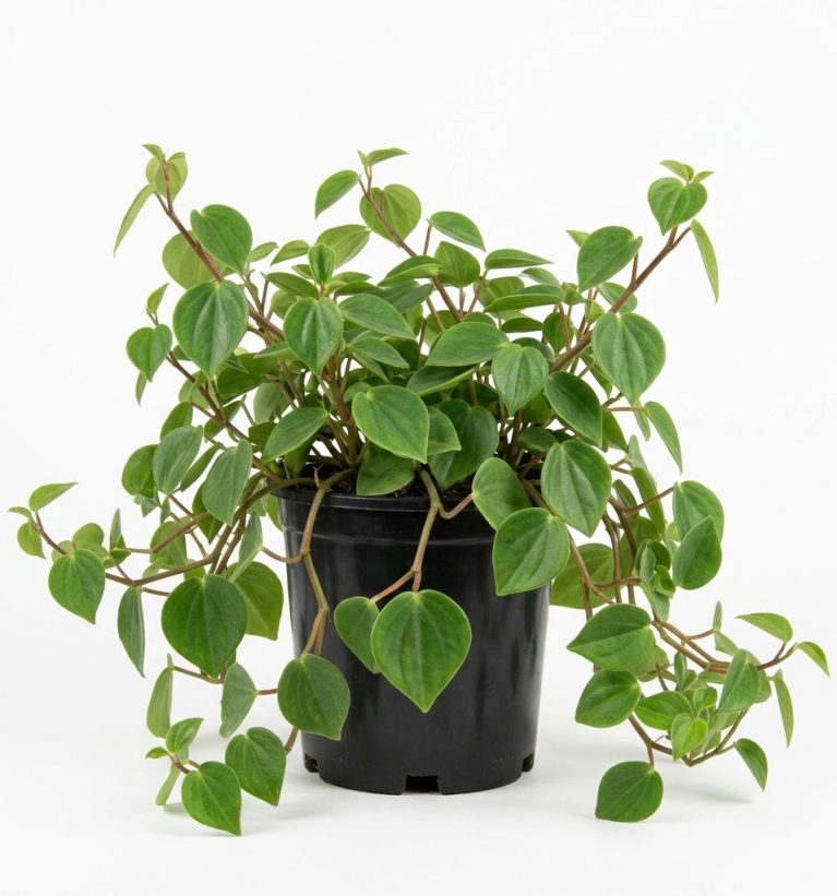 Peperomia scandens