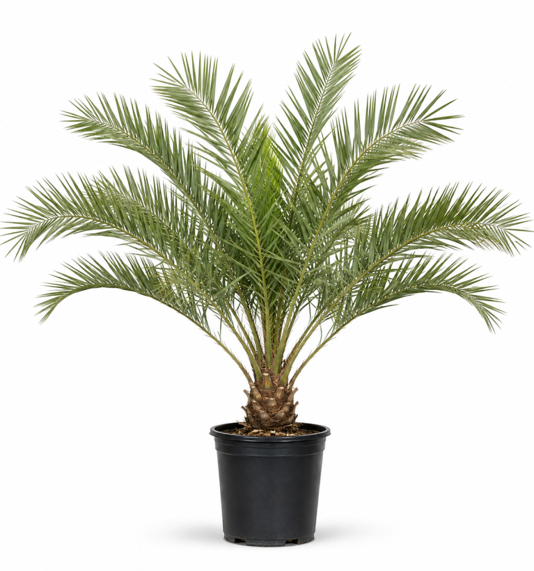 Phoenix Palm