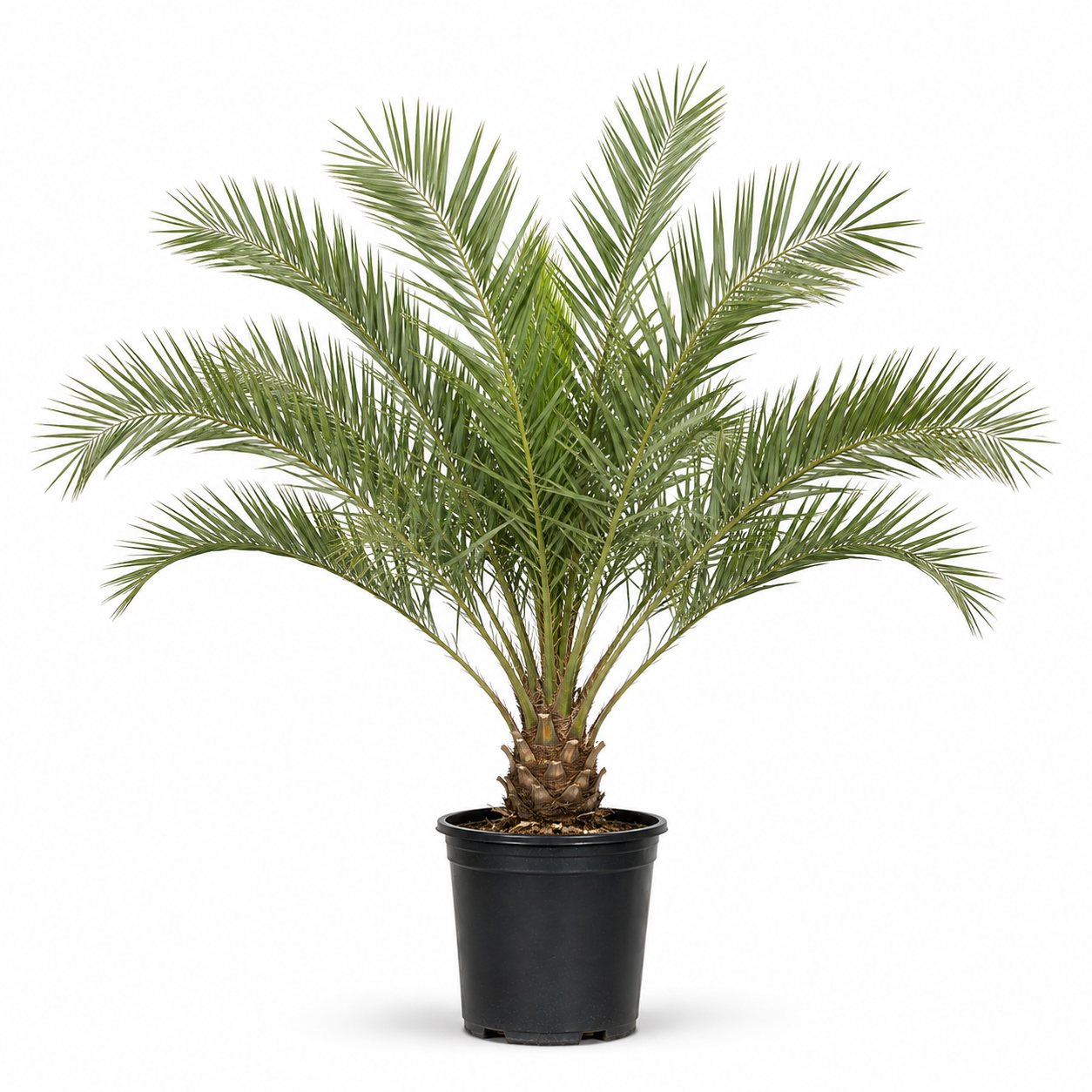 Phoenix Palm