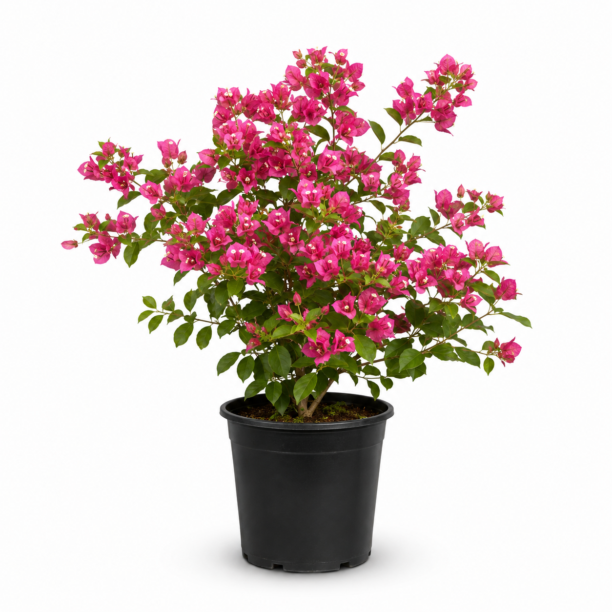 Pixie Bougainvillea