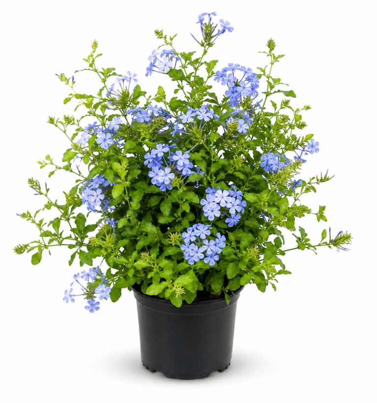 Plumbago