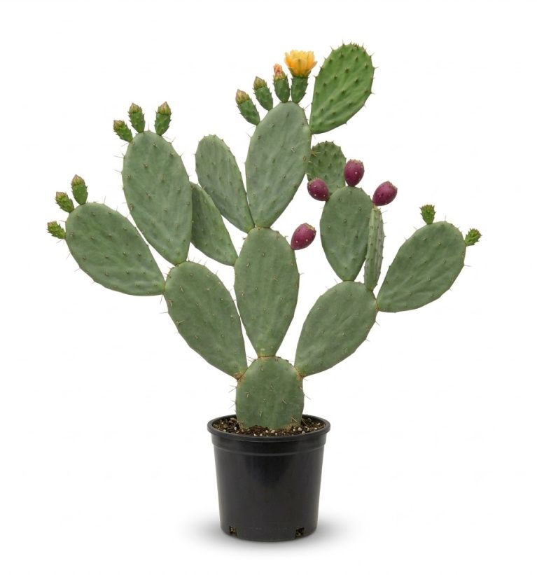 Prickly Pear