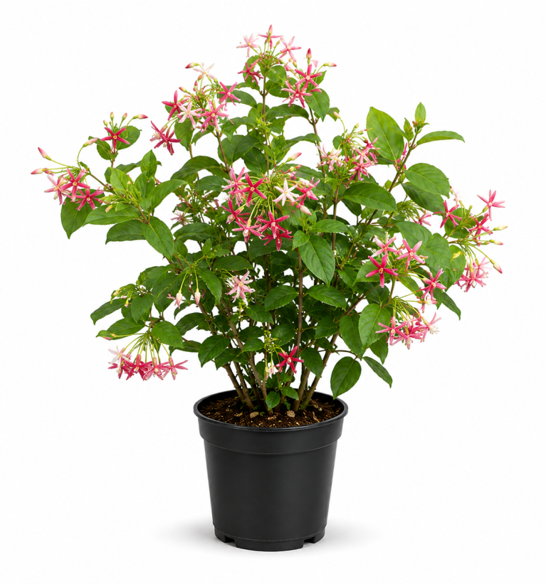 Rangoon Creeper