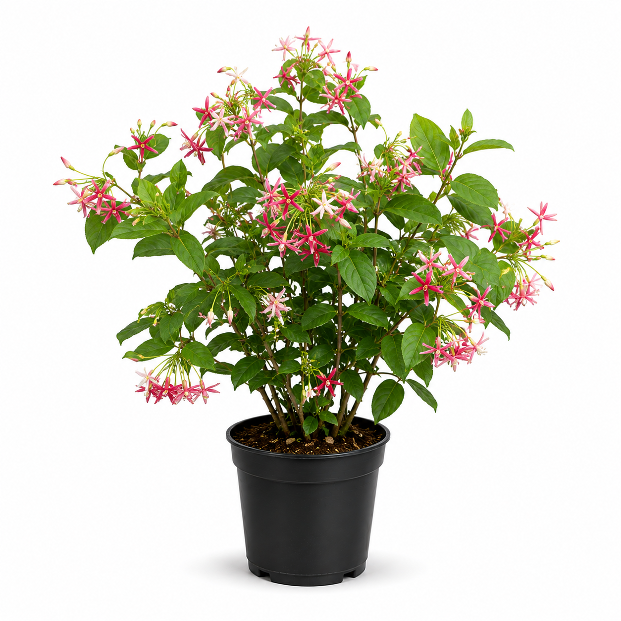 Rangoon Creeper