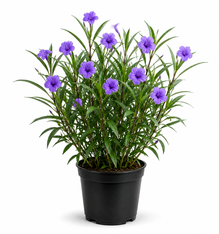 Ruellia