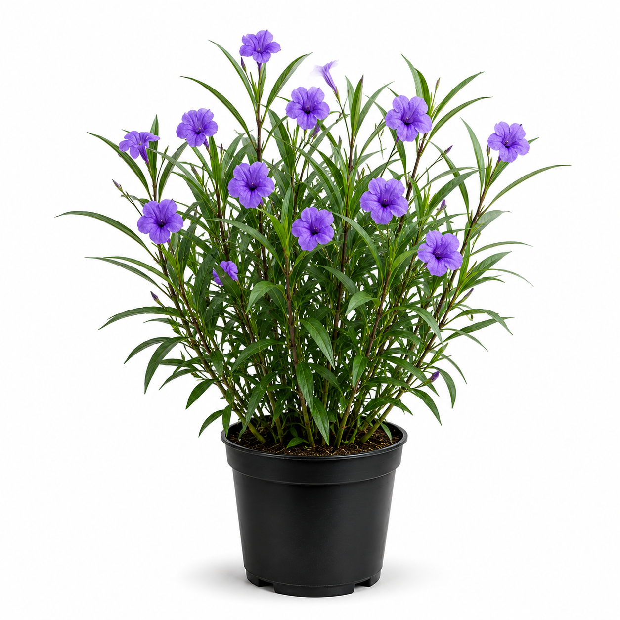 Ruellia