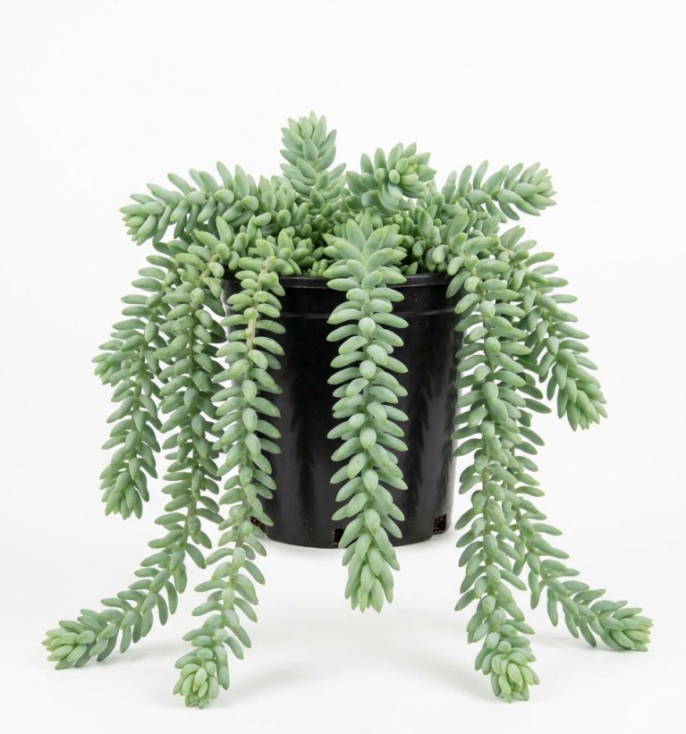 Sedum morganianum