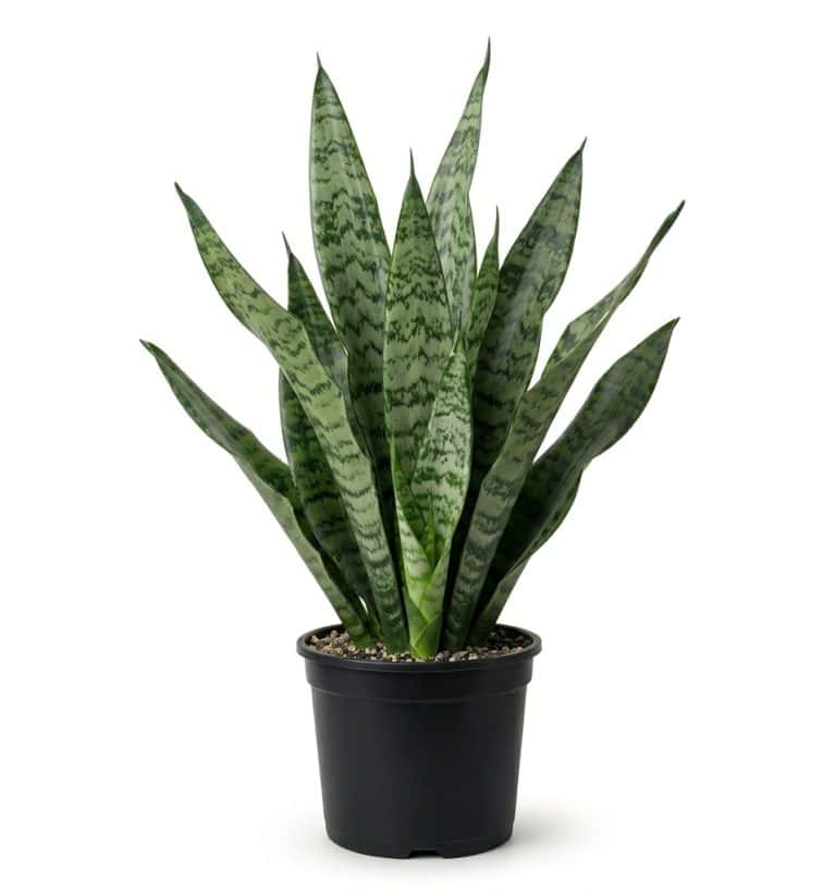 Snake plant