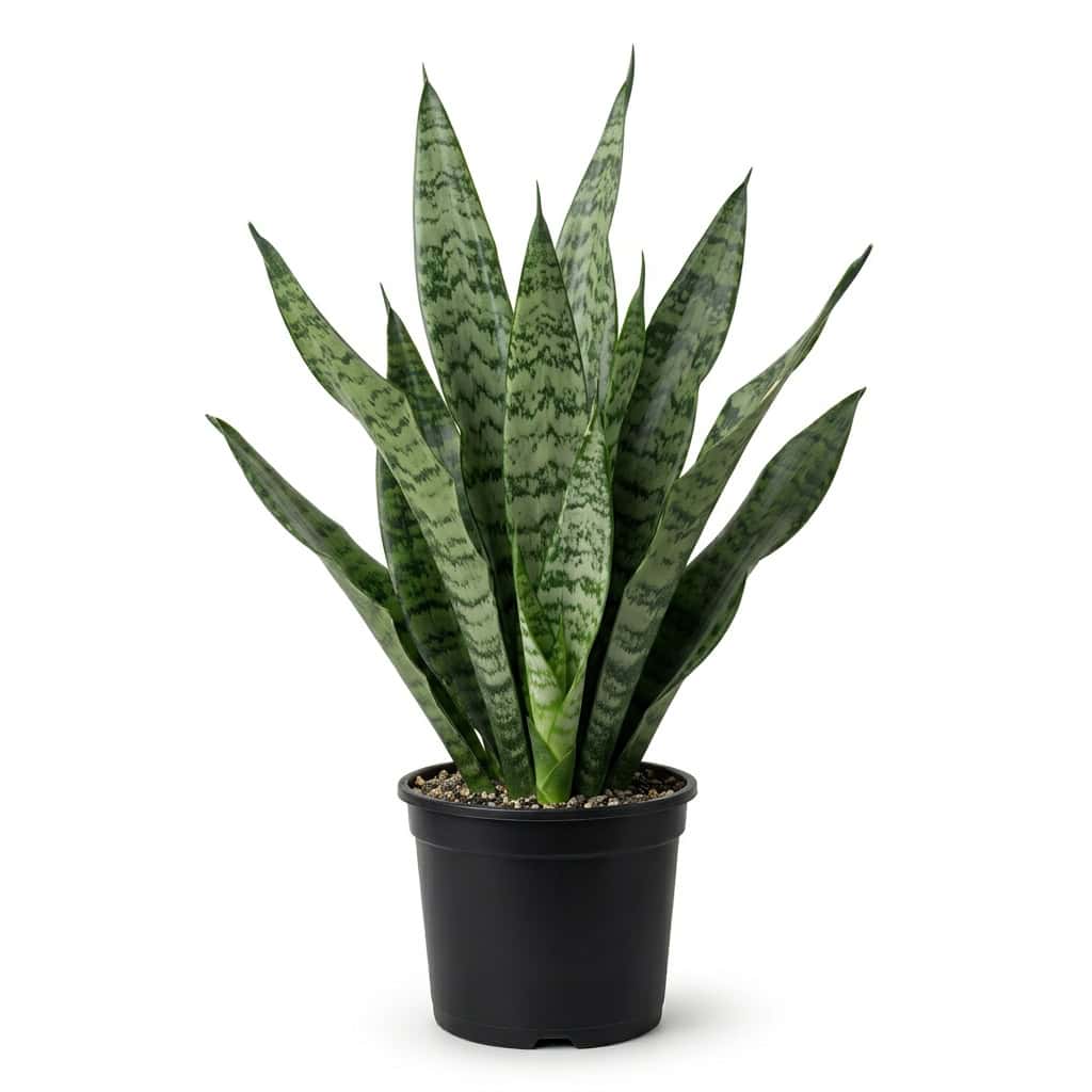Snake plant