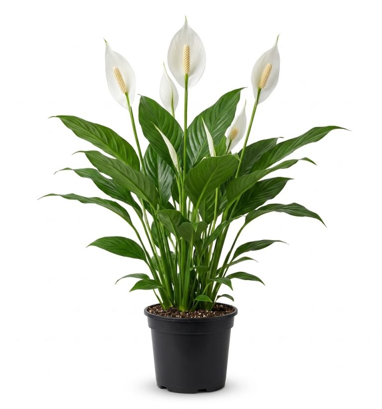 Spathiphyllum wallisii