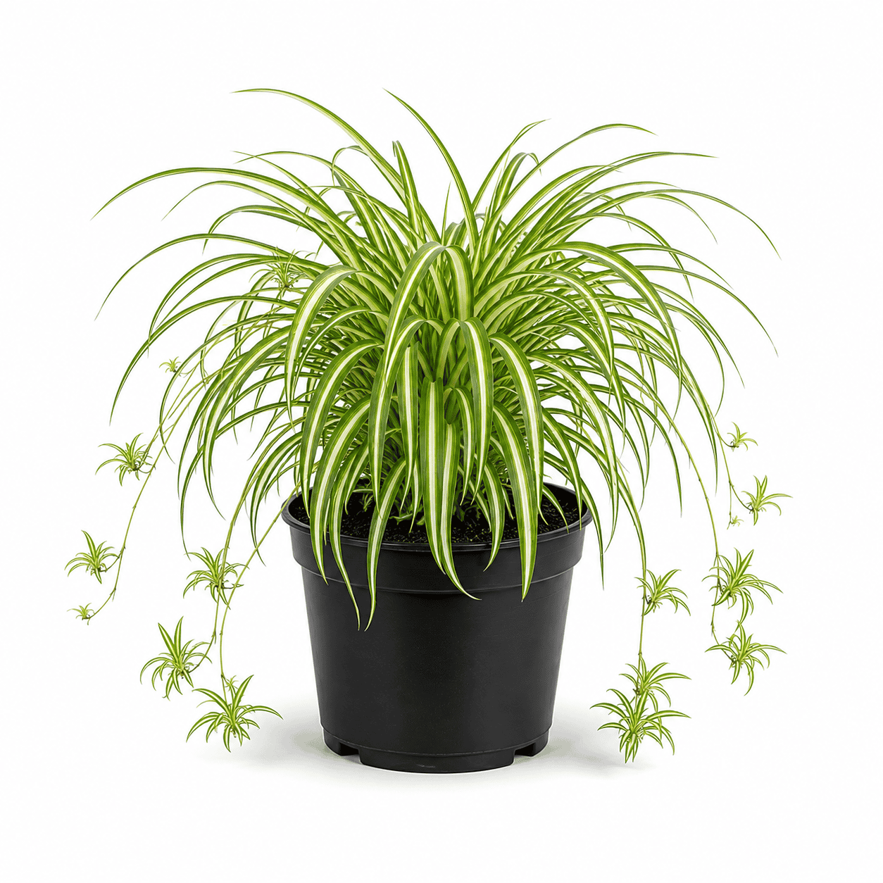 Spider Plant