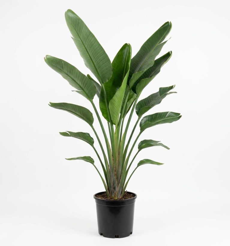 Strelitzia nicolai