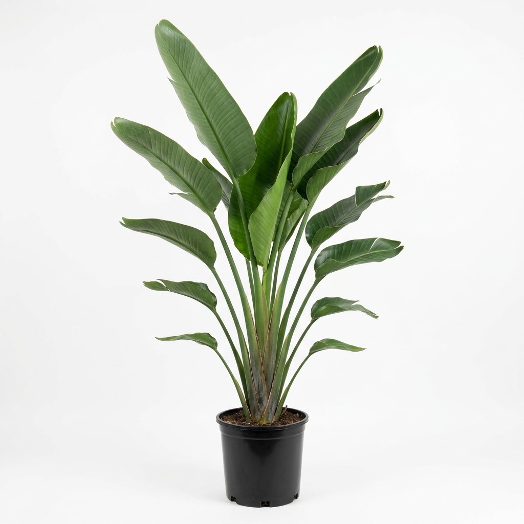 Strelitzia nicolai