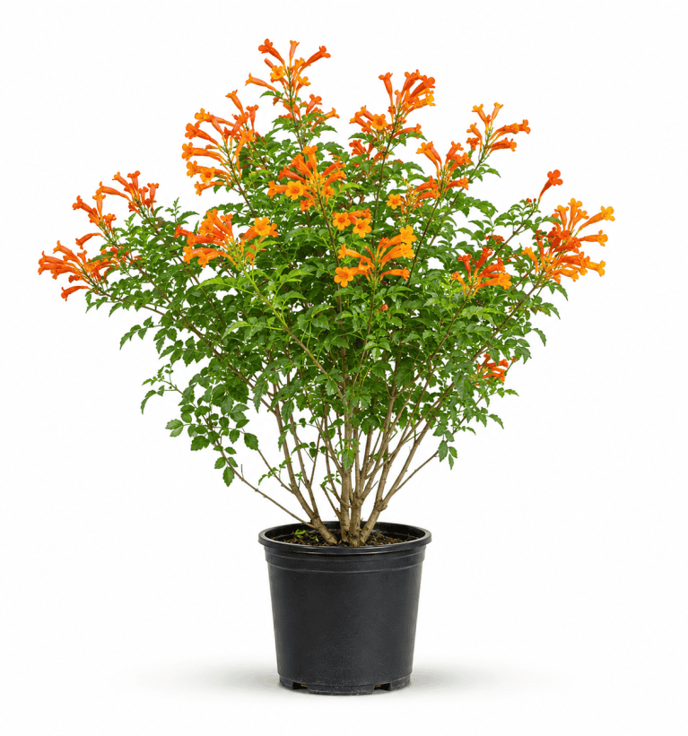 Tecomaria