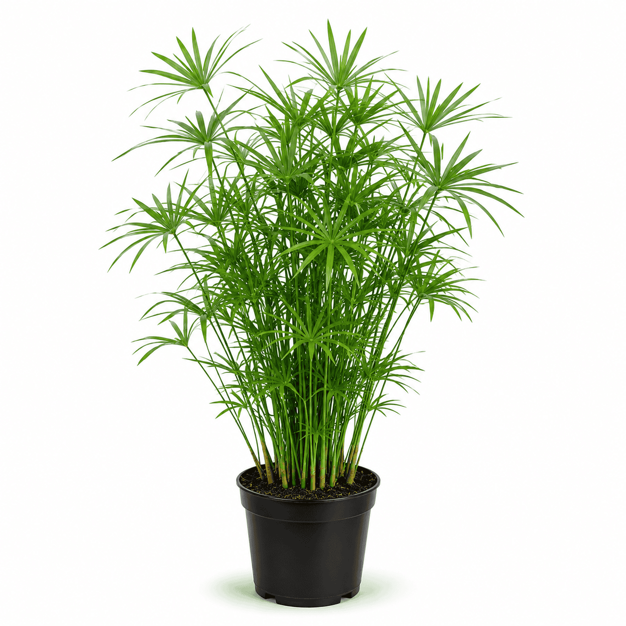 Umbrella Palm