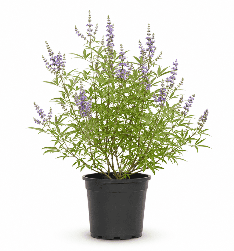 Vitex