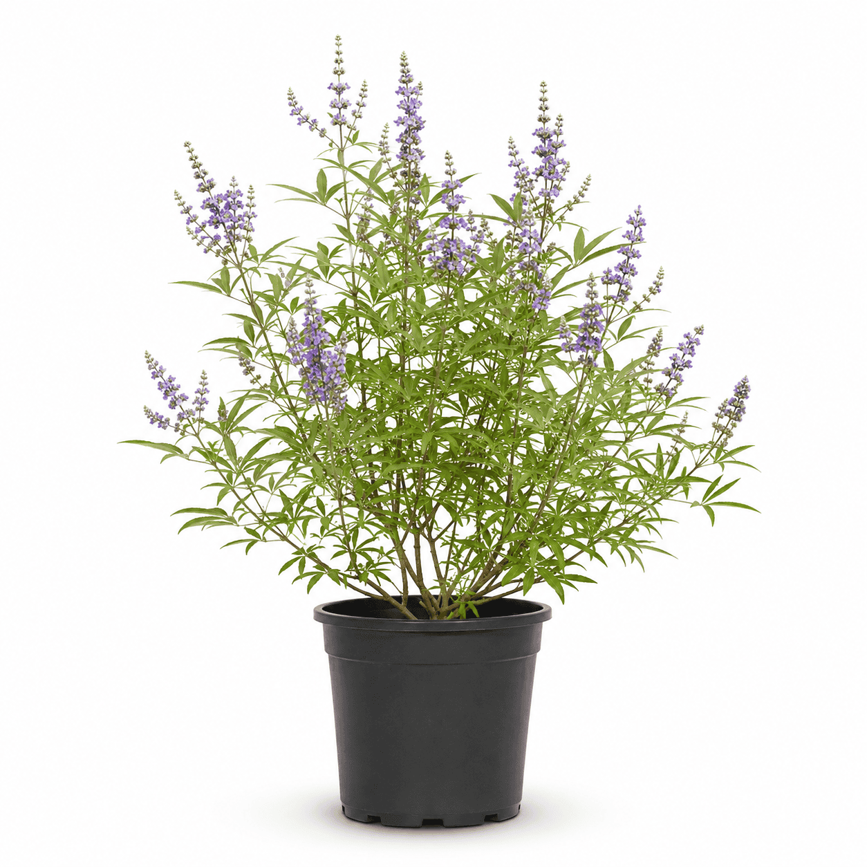 Vitex